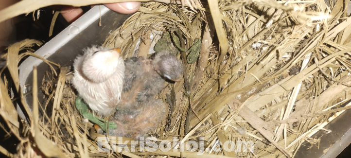 Green fisher speed love bird baby for sell